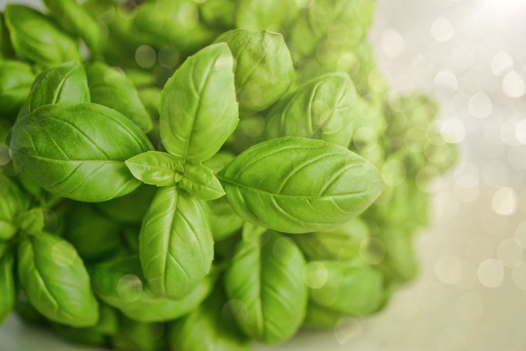 Découvrez l'huile essentielle de basilic dans le tableau huiles essentielles par pathologie