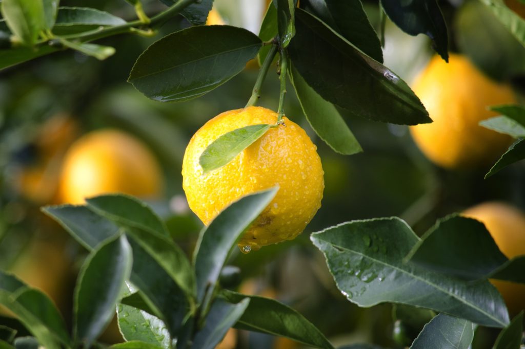 Huile essentielle de citron présente dans le tableau huiles essentielles par pathologie